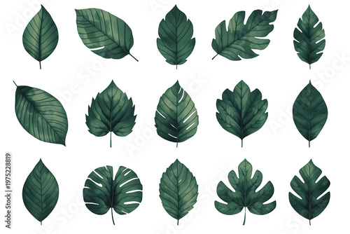 Green tropical leaf collection watercolor style isolated on transparent background, offering a botanical design element