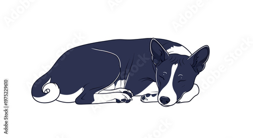 Sleeping Border Collie Dog, Artistic Sketch, White Background