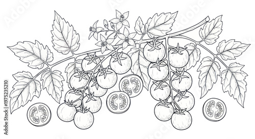 Hand-drawn sketch of ripe cherry tomatoes on the vine with leaves and flowers