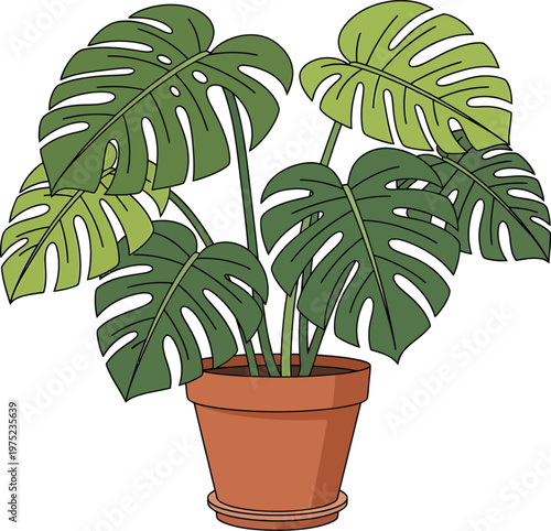 Monstera deliciosa plant in terracotta pot with large green leaves in bright natural lighting for indoor gardening on transparent background