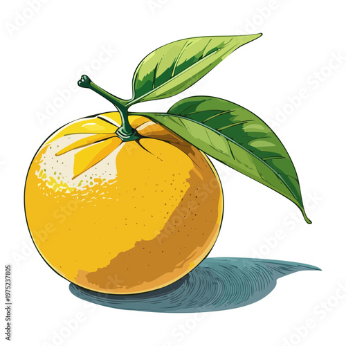 Citrus fruit for healthy organic vitamin C boost and refreshing summer juice ingredient for natural daily wellness - Vector Illustration