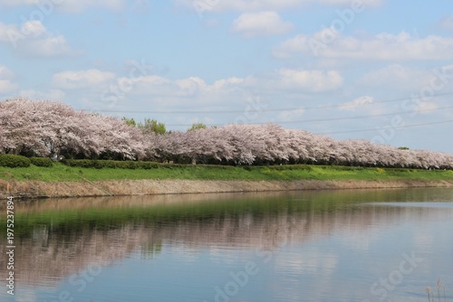 権現堂川の桜並木と水面に映る逆さ桜