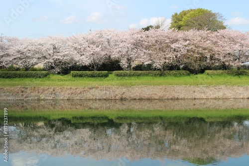 権現堂川の桜並木と水面に映る逆さ桜