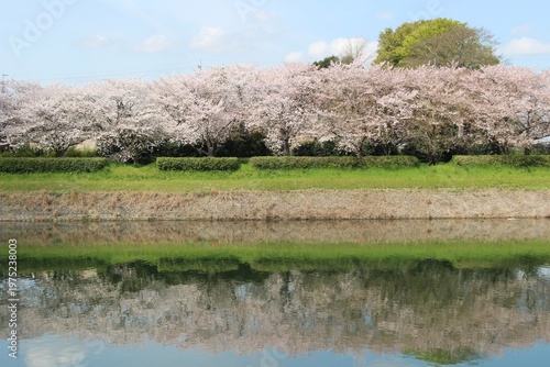 権現堂川の桜並木と水面に映る逆さ桜