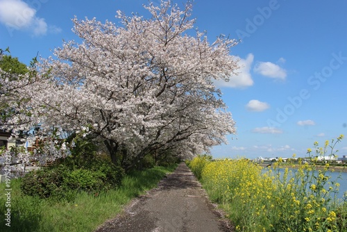 権現堂川の桜並木と菜の花