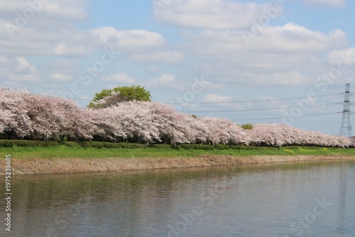 権現堂川の桜並木
