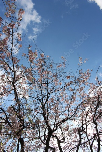 葉桜と青空