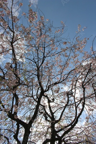 葉桜と青空