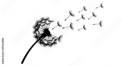Black Dandelion Silhouette with Blowing Seeds on White Background