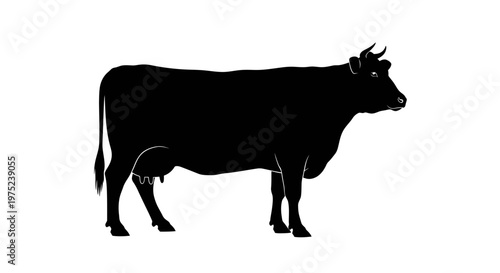 Black cow silhouette standing on white background dairy farm animal