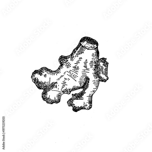 Vintage engraving illustration of fresh ginger root, classical ink sketch spice.