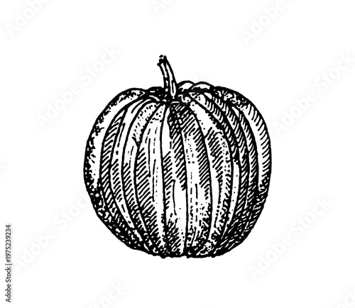 Vintage hand-drawn pumpkin engraving style illustration, classical botanical line art.