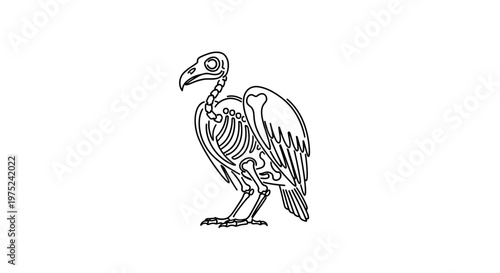 Vulture Skeleton Outline Drawing, Bird Anatomy, Minimalist Black and White Vector Art