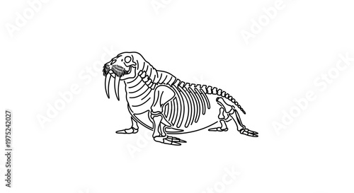 Walrus Skeleton Illustration: Anatomical Drawing of Marine Mammal Bones