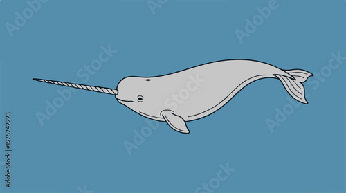 Narwhal swimming in ocean water.