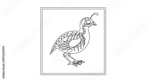 Quail Skeleton Anatomy Illustration - Line Art