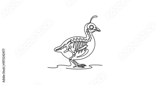 Quail Skeleton Line Art: Anatomical Bird Skeleton Illustration