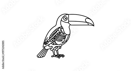 Toucan Skeleton Anatomy Illustration, Tropical Bird Bones Outline