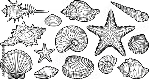 Sea Shells and Starfish Collection.