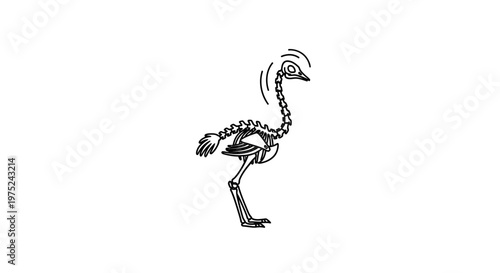 Ostrich Skeleton Illustration - Funny Animal Anatomy Drawing