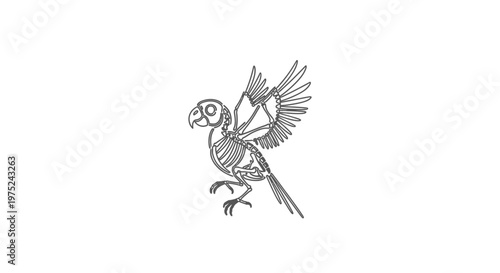 Parrot Skeleton Flying, Anatomical Illustration, Line Art
