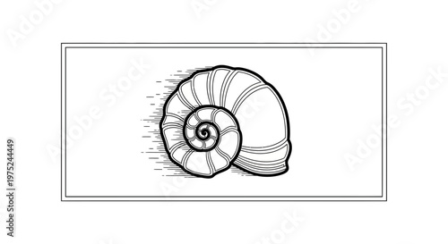 Nautilus Shell Spiral Drawing, Black and White, Vintage Style