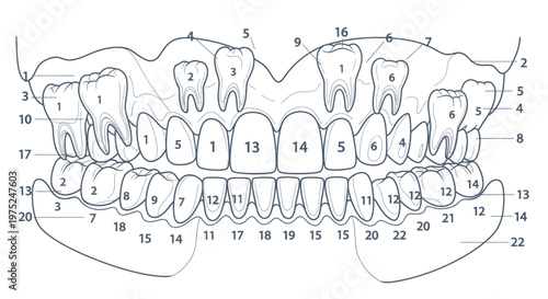 Anatomical Diagram of Human Teeth and Jaw with Numbered Sections