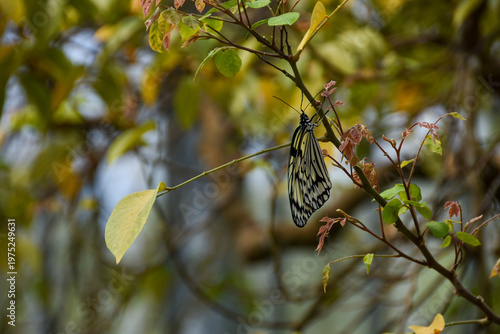 木にとまるスジグロカバマダラ