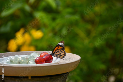 色鮮やかな水場にとまるスジグロカバマダラ