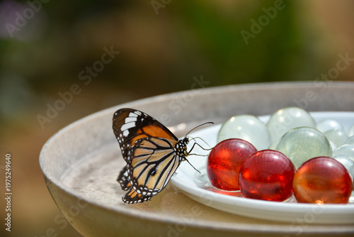 色鮮やかな水場にとまるスジグロカバマダラ