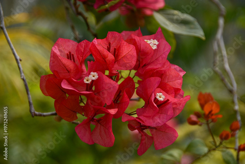 南国沖縄　赤いブーゲンビリア