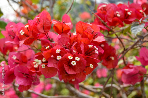南国沖縄　赤いブーゲンビリア