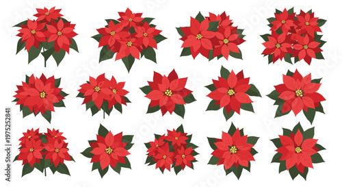 Large collection of red poinsettia flowers with green leaves in various sizes and arrangements for christmas decorations.