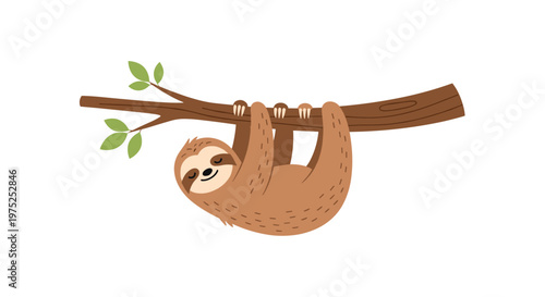 Cute brown sloth hanging upside down from a tree branch with green leaves against a plain white background for design.