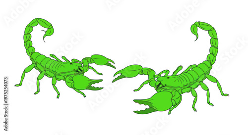 Two bright green scorpions facing each other on a white background