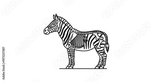 Zebra Anatomy Illustration: Skeleton and Musculature Outline