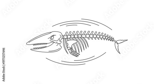 Whale Skeleton Outline Illustration