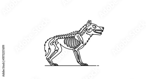 Wolf Skeleton, Anatomical Illustration, Fierce Animal Bones, Gothic Art, Halloween Concept