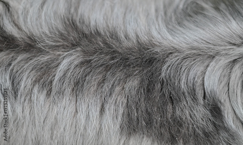 Φωτογραφία Detail of black hair dog
