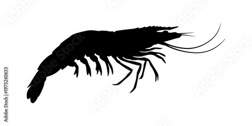shrimp or prawn silhouette isolated on white background. 
