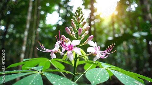 A beautiful exotic flower blooms in the soft morning light of a lush forest