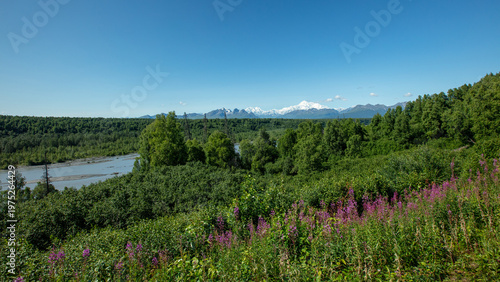 Purple and pink fireweed flowers in front of view of Mount Denali [Mount McKinley] and the Alaska Range over the Braided Chulitna River in Alaska United States