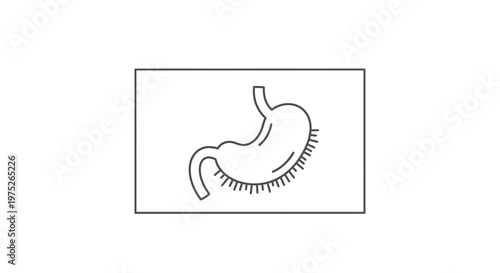 Human Stomach Anatomy Icon: Digestive System Organ Outline