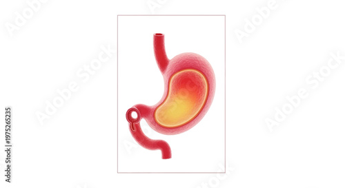 Human Stomach Anatomy, Digestion, Internal Organ, Medical Illustration