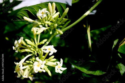 Foto The flowers of papaya plant or carica papaya are yellowish green in color, often