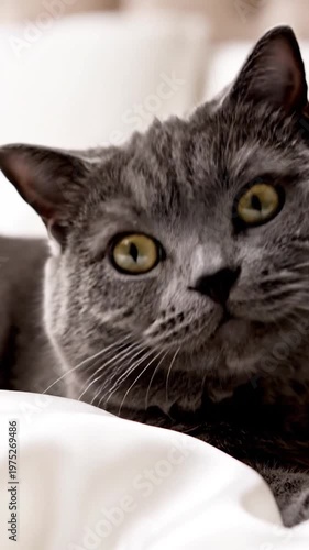 A close up portrait of a beautiful grey cat resting comfortably on soft white bedding