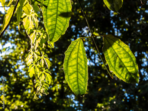 Wallpaper Mural Green tropical leaves backlit by sunlight in a forested area of Brazil, emphasizing leaf transparency, visible veins, and the interaction of light and shadow against a natural woodland background.  Torontodigital.ca