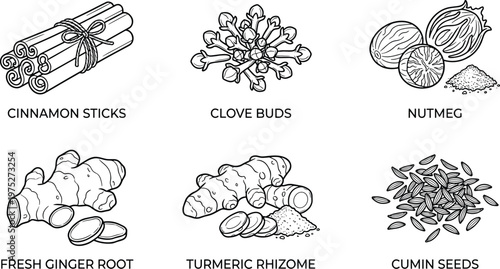 A collection of spice illustrations depicts cinnamon cloves nutmeg ginger turmeric and cumin in black and white high quality professional detailed modern elegant