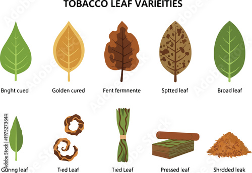 Collection of various tobacco leaf types and forms, showing different curing and processing methods