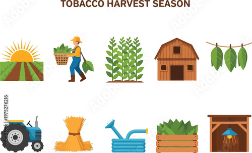 Tobacco harvest season icons farming, cultivation, and agricultural process illustrations